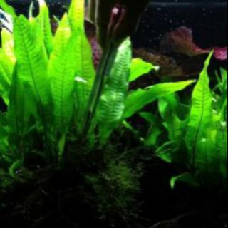 Dương xỉ java thủy sinh(bụi to)
