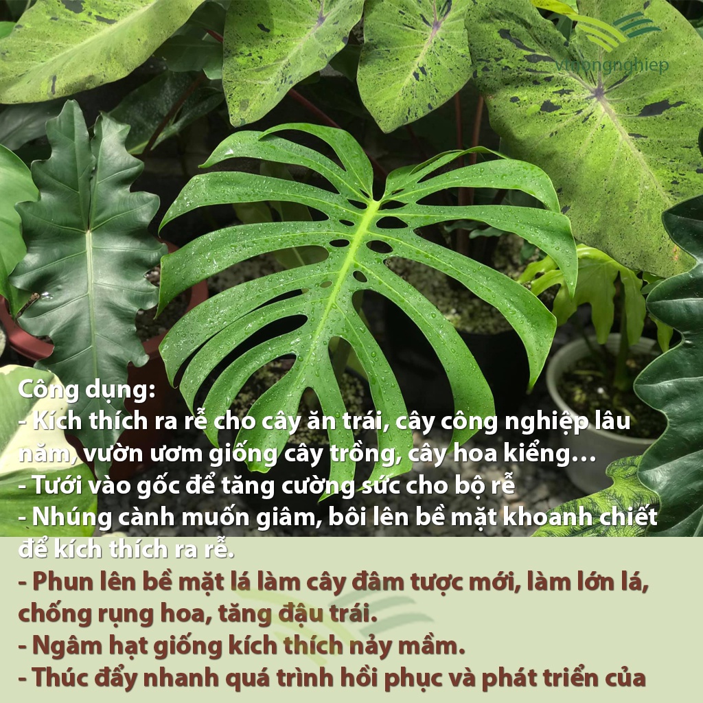 N3m, phân bón lá n3m, ra rễ rực mạnh, lọ 100