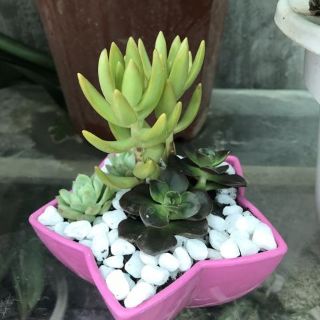 1 kg sỏi trắng cỡ nhỏ trang trí chậu sen đá, xương rồng, cây cảnh để bàn