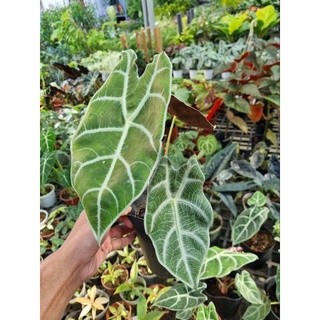 Alocasia watsonniana