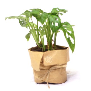 CÂY TRẦU BÀ LỖ / ADANSONII MONSTERA