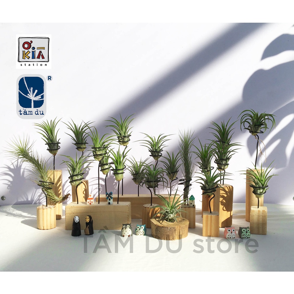 Bộ cây không khí Ionantha kèm đế nhiều kiểu đẹp - rẻ
