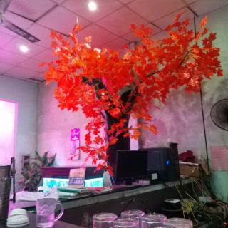 Cành phong lá đỏ