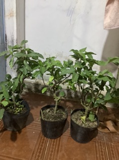 Cây sung kiểng siêu trái