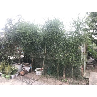 Cành cây giao