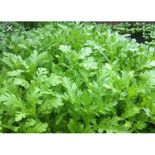 Hạt tần ô cải cúc - gói 20 gram