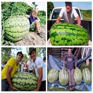 Trọn Bộ Sản Phẩm Trồng Hạt Giống Dưa Hấu Khổng Lồ  + Bộ Hỗ Trợ 3 Viên Nén Và 1 Gói Thuốc Trừ bệnh