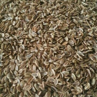 Sỉ giá gốc hạt thìa là 100g - 200g - 300g