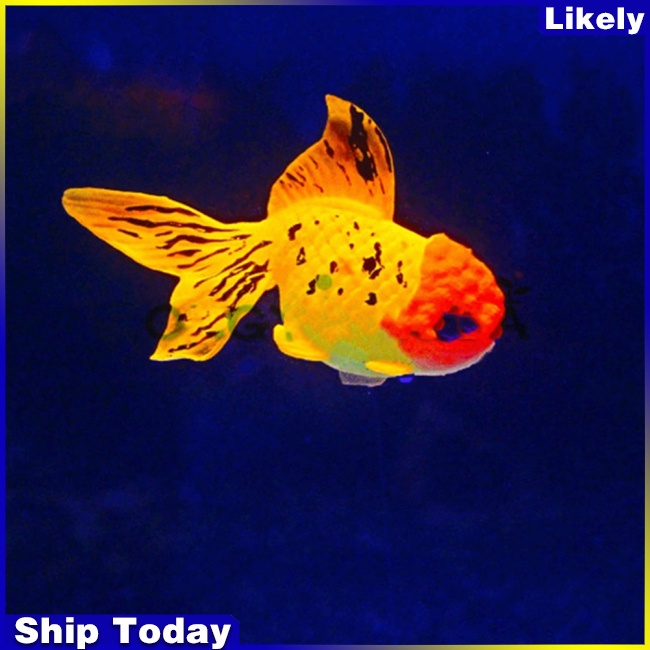 Mô hình cá vàng bằng silicone trang trí bể cá