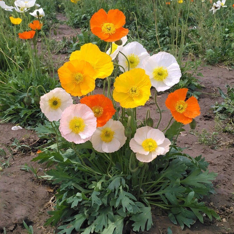 Hạt giống hoa poppy mix - 200 hạt  Seed Land