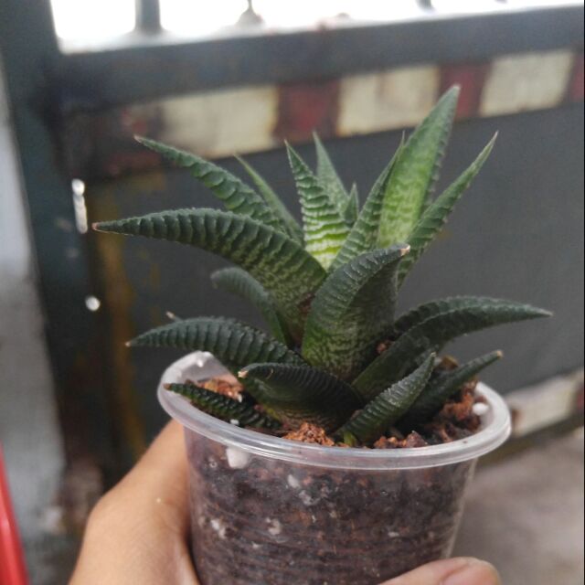Móng rồng xoáy