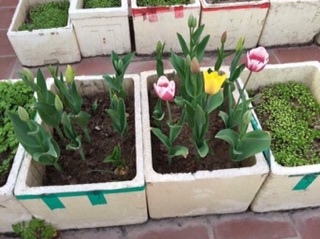 Combo 50 củ hoa Tulip đủ các màu