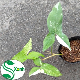 Cây syngonium albo var, trầu bà trắng