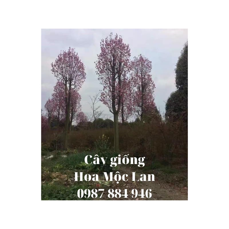 CÂY HOA MỘC LAN