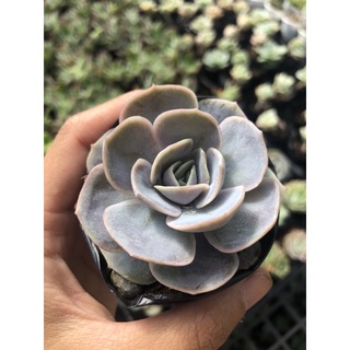Sen đá trăng tím size bầu 5cm hư 1 đổi 1