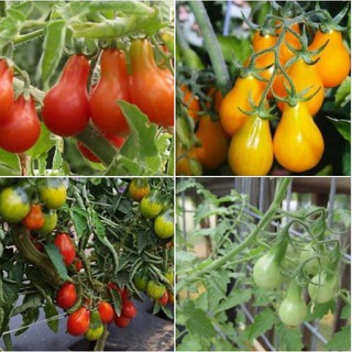 Combo 2 gói hạt giống cà chua trái lê ( 1 gói vàng + 1 gói đỏ )