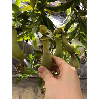 combo 3 nhánh hạt giống
