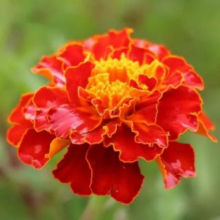 Hạt Giống Hoa Cúc Vạn Thọ Pháp