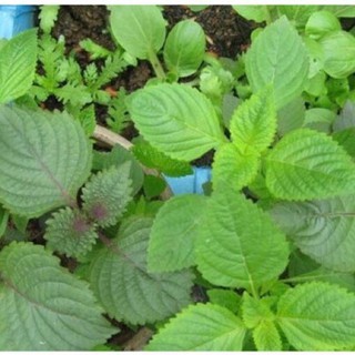 HẠT GIỐNG Rau Kinh Giới ( Rau Gia Vị Ngon) - 2 gr