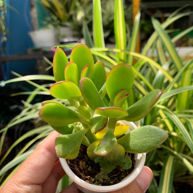 SEN ĐÁ THẠCH BÍCH