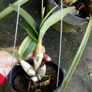 Hoa lan Chớp sữa enobij