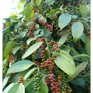 Tiêu đen nguyên hạt ( BÌNH PHƯỚC ) nhà tự trồng nhé