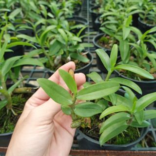 Kei giống Lan Trầm Rồng Đỏ