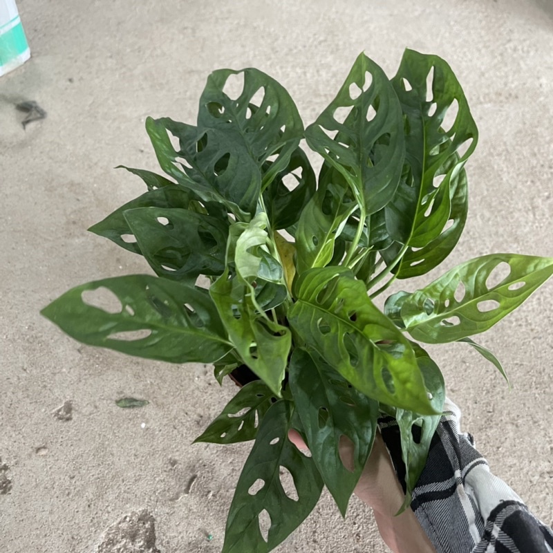 Cây trầu bà lá xẻ để bàn,bụi nhiều lá xum xuê thích hợp trang trí bàn làm việc,văn phòng,công sở