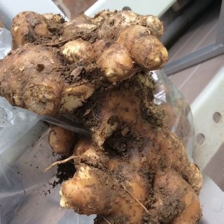 500 gr củ gừng