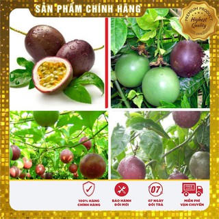 HẠT GIỐNG CHANH DÂY TÍM