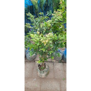 Cây nho thân gỗ tứ quý