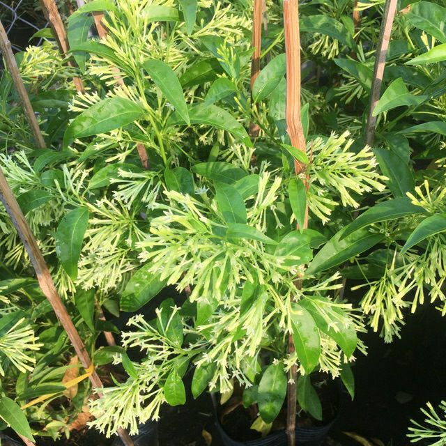 Cây dạ lý hương thơm