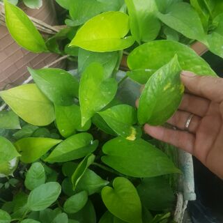 3 Cây trầu bà