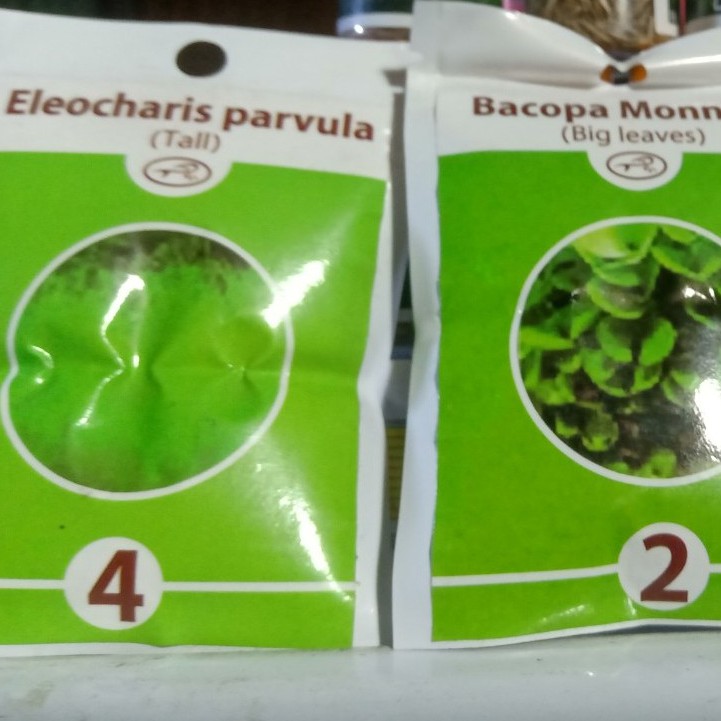 Hạt giống cây thủy sinh bể cá cảnh