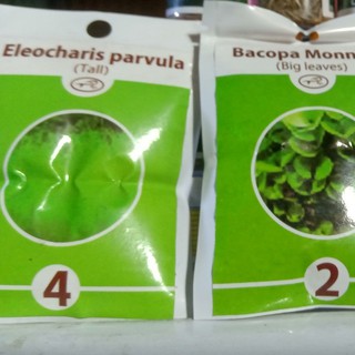 Hạt giống cây thủy sinh bể cá cảnh (combo 3 gói 10gr)