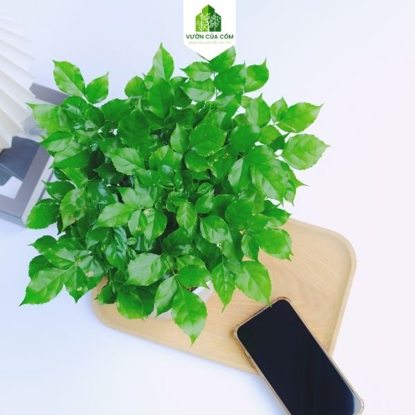 Cây hạnh phúc để bàn kết hợp cùng chậu sứ trắng mang phong thủy tài lộc cho gia chủ . Món quà tặng cực ý nghĩa .