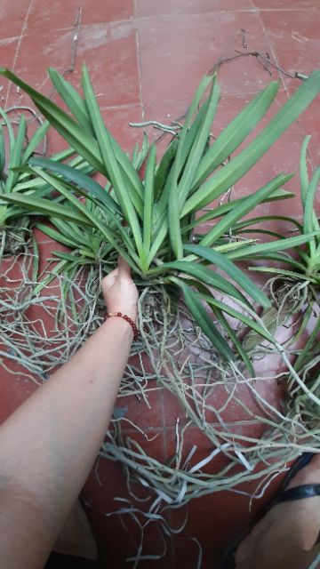 Hoa phong lan Sóc thái trắng