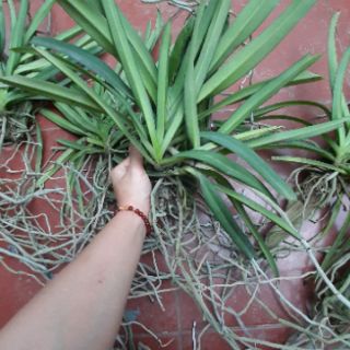 Hoa phong lan Sóc thái trắng