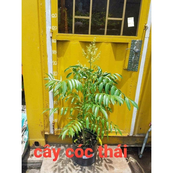 Cây Giống Cóc Thái Trồng 6 Tháng Ra Quả