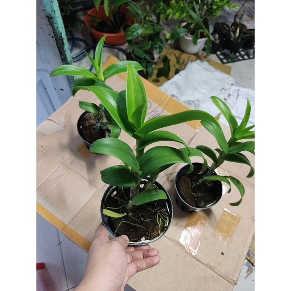 Hoa lan denro lai cát mắt rồng