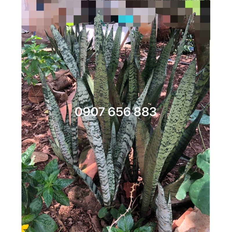 Lưỡi hổ xanh/ lưỡi hổ vằn