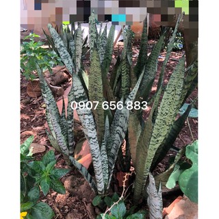 Lưỡi hổ xanh/ lưỡi hổ vằn