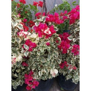Cây 🌲 Giấy Cẩm Thach đỏ đang hoa Leo ♌ vồm cổng