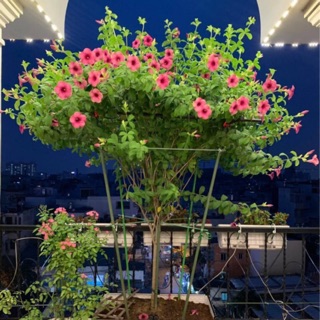 Cây quỳnh anh tím