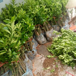 Cây  chanh tứ quý