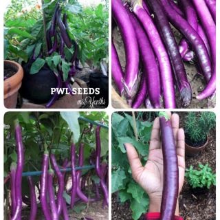 [PWL SEEDS] LONG PURPLE EGGPLANT - CÀ TÍM DÀI HÀN QUỐC, HẠT GIỐNG 5 HẠT/ỐNG
