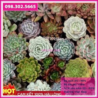 HẠT GIỐNG SEN ĐÁ MIX GÓI 20 HẠT
