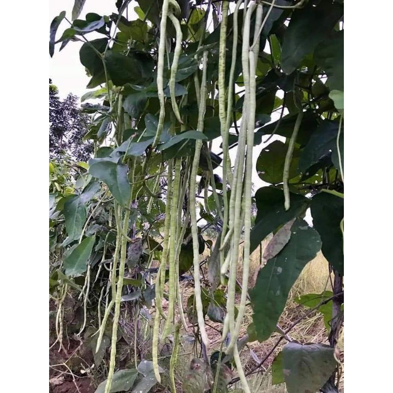 Hạt giống đậu đũa xanh gói 15gr