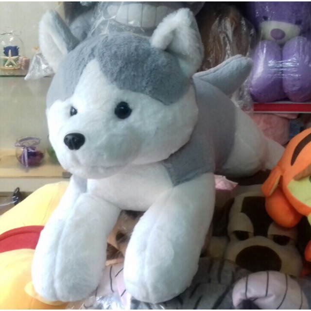 Chó Bông Husky giá tốt cập nhật 4 giờ trước - BeeCost