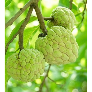 Hạt giống na dại lang sơn gói 10 hạt